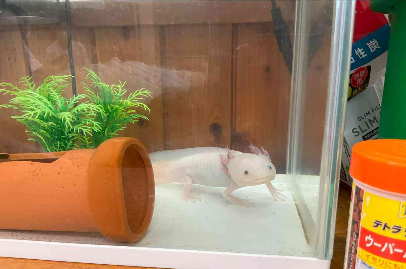 ウーパー